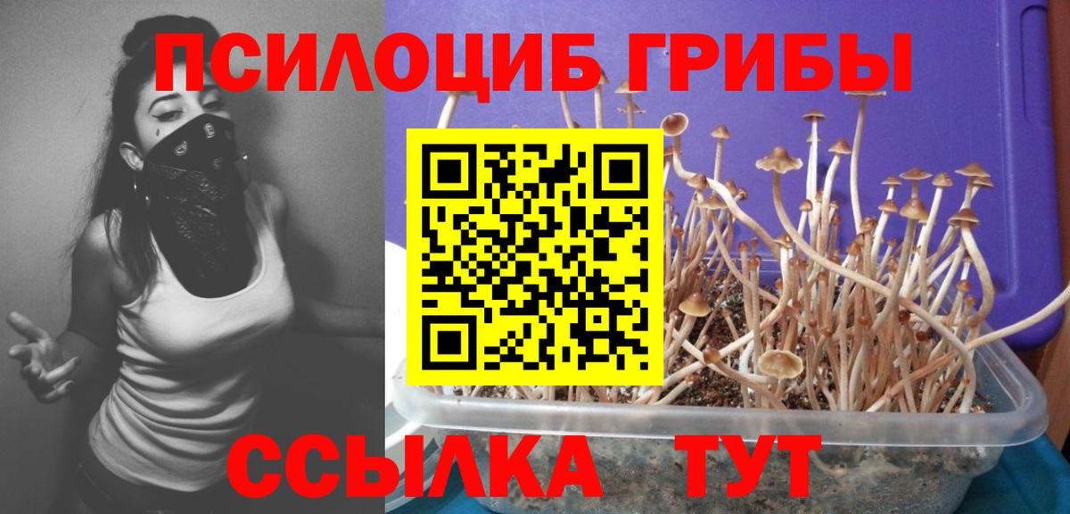 Ессентуки  Псилоцибиновые грибы Cubensis  Вход с VPN 